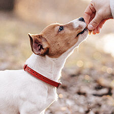 hand feeding dog a treat